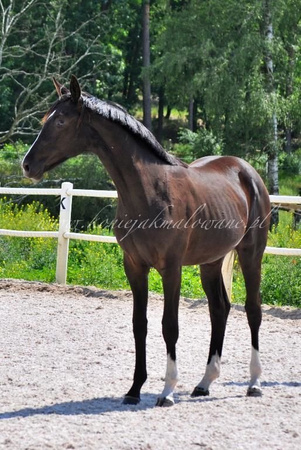 2019.06.26 Prezentacja rocznej Saheylu